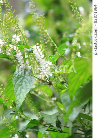 白霜柱（collinsonia japonica）花 82871964