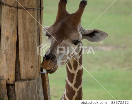 Reticulated giraffe's funny face - Stock Photo [82872212] - PIXTA