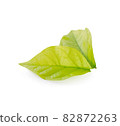 Green leaf isolated on white background 82872263