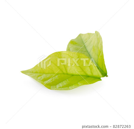 Green leaf isolated on white background Green leaf isolated on white background 82872263
