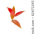 autumn red leaves isolated on white background 82872265