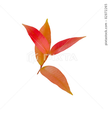 autumn red leaves isolated on white background autumn red leaves isolated on white background 82872265