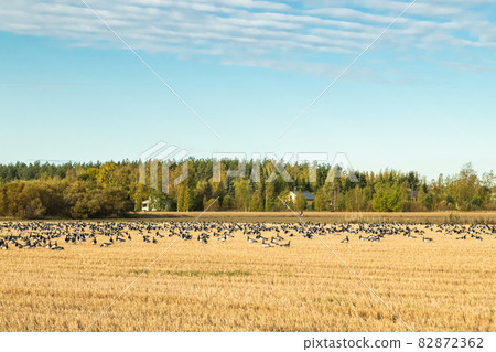 A big flock of barnacle gooses is sitting on a field. Birds are preparing to migrate south. September 2019, Finland A big flock of barnacle gooses is sitting on a field. Birds are preparing to migrate south. September 2019, Finland 82872362