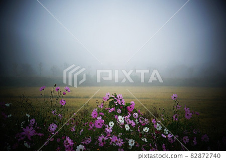 Cosmos blooming in the countryside Cosmos blooming in the countryside 82872740