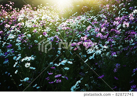 Cosmos blooming in the countryside Cosmos blooming in the countryside 82872741