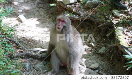 野生猴子 野生猴子 82872897