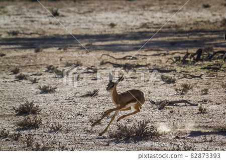 Springbok in Kgalagadi transfrontier park, South Africa 82873393