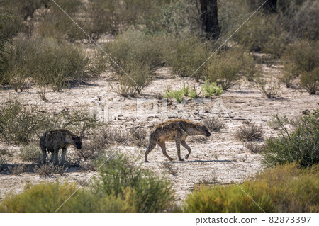 Spotted hyaena in Kgalagadi transfrontier park, South Africa 82873397