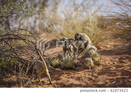 Meerkat in Kgalagadi transfrontier park, South Africa Meerkat in Kgalagadi transfrontier park, South Africa 82873423