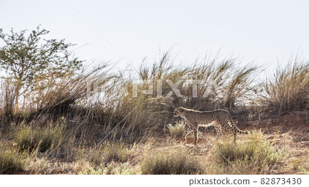 Cheetah in Kgalagadi transfrontier park, South Africa Cheetah in Kgalagadi transfrontier park, South Africa 82873430