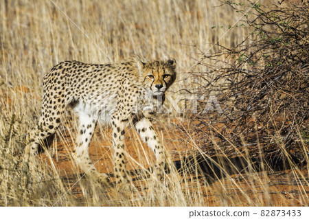 Cheetah in Kgalagadi transfrontier park, South Africa 82873433