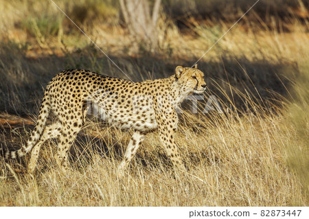 Cheetah in Kgalagadi transfrontier park, South Africa 82873447