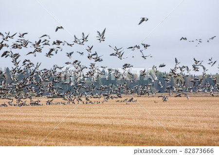 A big flock of barnacle gooses -Branta leucopsis flying above the field. Birds are preparing to migrate south. October 2018, Finland A big flock of barnacle gooses -Branta leucopsis flying above the field. Birds are preparing to migrate south. October 2018, Finland 82873666