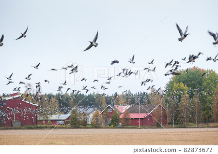 A big flock of barnacle gooses -Branta leucopsis flying above the field. Birds are preparing to migrate south. October 2018, Finland A big flock of barnacle gooses -Branta leucopsis flying above the field. Birds are preparing to migrate south. October 2018, Finland 82873672