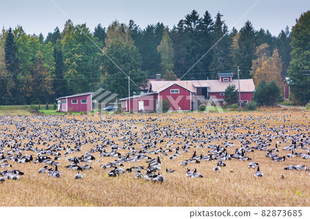 A big flock of barnacle gooses -Branta leucopsis are sitting on a field. Birds are preparing to migrate south. October 2018, Finland 82873685