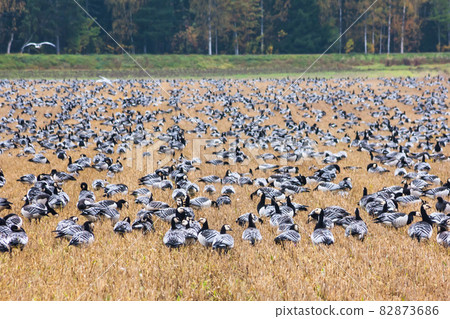 A big flock of barnacle gooses -Branta leucopsis are sitting on a field. Birds are preparing to migrate south. October 2018, Finland A big flock of barnacle gooses -Branta leucopsis are sitting on a field. Birds are preparing to migrate south. October 2018, Finland 82873686