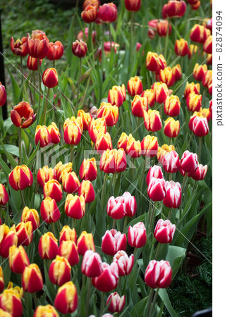 tulip tulip 82874094