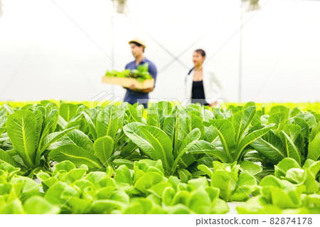 Asian farmer couple work in hydroponic vegetable greenhouse farm with happiness and joyful in row of plants background Asian farmer couple work in hydroponic vegetable greenhouse farm with happiness and joyful in row of plants background 82874178