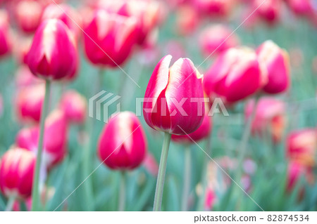 鬱金香 82874534