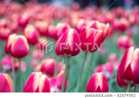 鬱金香 82874562