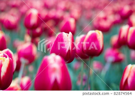 鬱金香 鬱金香 82874564