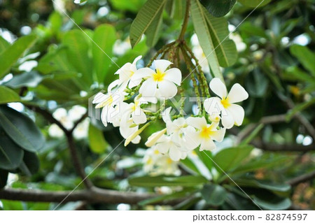 雞蛋花（老撾的國花，雞蛋花） 82874597