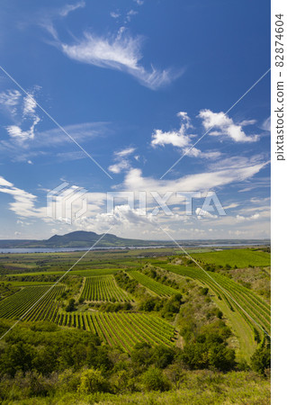 Vineyards near Nove Mlyny reservoir with Palava in Southern Moravia, Czech Republic Vineyards near Nove Mlyny reservoir with Palava in Southern Moravia, Czech Republic 82874604