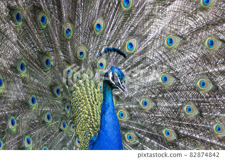 Closeup Image of a peacock dancing with its open feathers Closeup Image of a peacock dancing with its open feathers 82874842