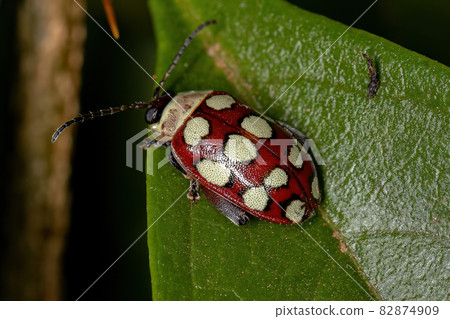 Adult Flea Beetle 82874909