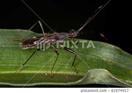 Dirt-colored Seed Bug Dirt-colored Seed Bug 82874917