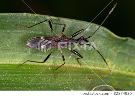 Dirt-colored Seed Bug Dirt-colored Seed Bug 82874920