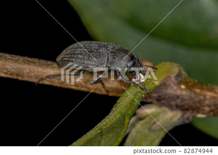 Adult Darkling Beetle 82874944