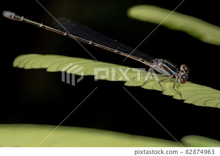 Adult Narrow-winged Damselfly Adult Narrow-winged Damselfly 82874963