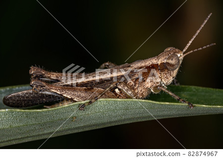 Adult Stridulating Slant-faced Grasshopper 82874967