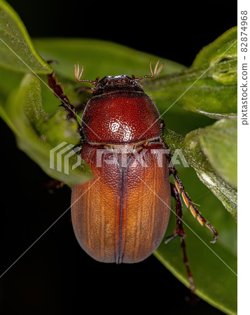 Adult June Beetle 82874968