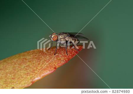 Adult Calyptrate Fly 82874980