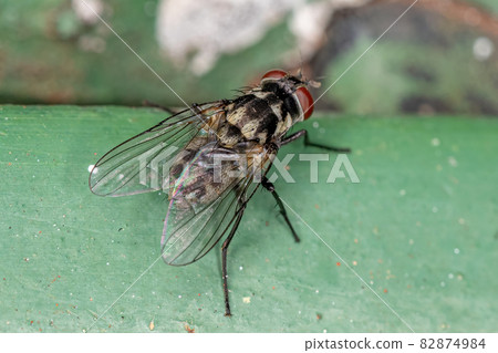 Adult Muscoid Fly 82874984