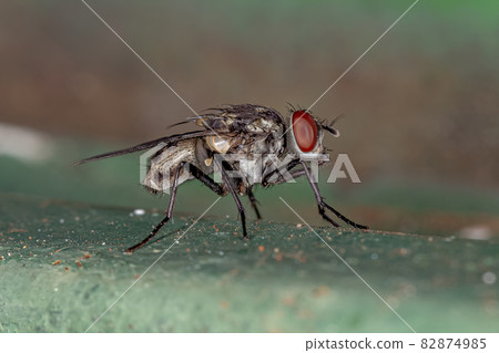 Adult Muscoid Fly Adult Muscoid Fly 82874985