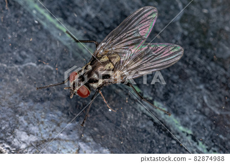 Adult Muscoid Fly 82874988