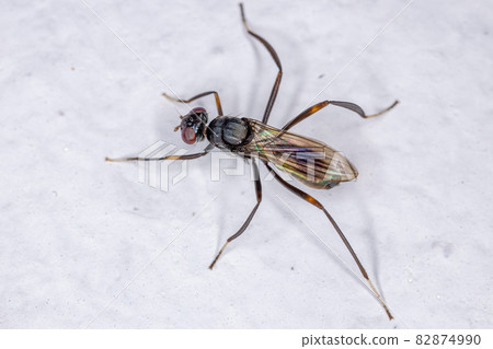 Adult Stilt-legged Fly 82874990