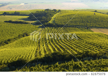 Vineyards under Palava near Zajeci, Southern Moravia, Czech Republic Vineyards under Palava near Zajeci, Southern Moravia, Czech Republic 82875078