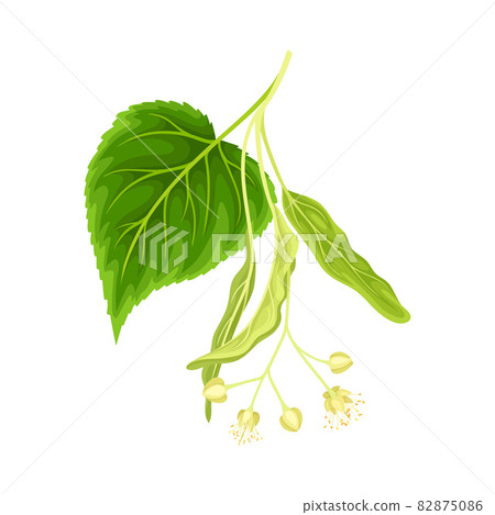 Linden twig with leaves and flowers. Blooming Tilia Cordata tree branch vector illustration Linden twig with leaves and flowers. Blooming Tilia Cordata tree branch vector illustration 82875086