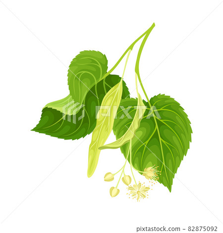 Linden twig with green leaves and flowers. Blooming Tilia Cordata tree branch vector illustration 82875092