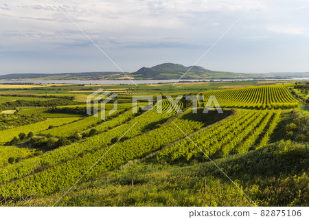 Vineyards near Nove Mlyny reservoir with Palava, Southern Moravia, Czech Republic 82875106