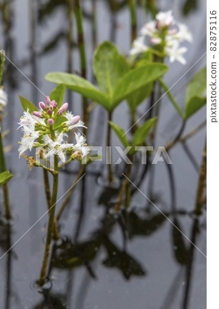 Menyanthes trifoliata in Jizerske Mountains, Northern Bohemia, Czech Republic Menyanthes trifoliata in Jizerske Mountains, Northern Bohemia, Czech Republic 82875116