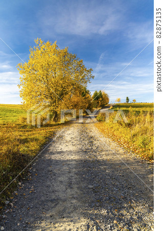 road with autumn tree near saddle Beskyd in Slovakia 82875135