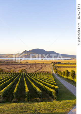 Autumn vineyards under Palava near Sonberk, South Moravia, Czech Republic Autumn vineyards under Palava near Sonberk, South Moravia, Czech Republic 82875164