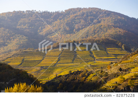autumn vineyard in Wachau region, Austria 82875228