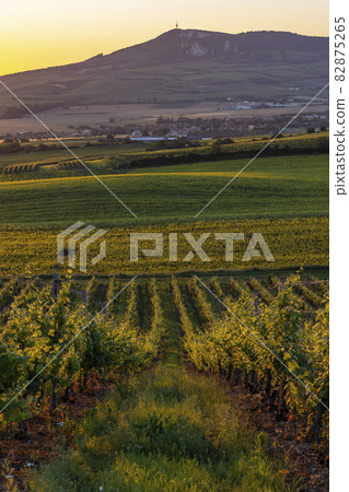 Sunrise in vineyards under Palava, Southern Moravia, Czech Republic Sunrise in vineyards under Palava, Southern Moravia, Czech Republic 82875265