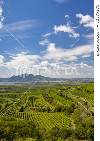Vineyards near Nove Mlyny reservoir with Palava in Southern Moravia, Czech Republic Vineyards near Nove Mlyny reservoir with Palava in Southern Moravia, Czech Republic 82875275